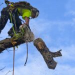 Tree Surgeon Cuts Bough of Diseased Chestnut