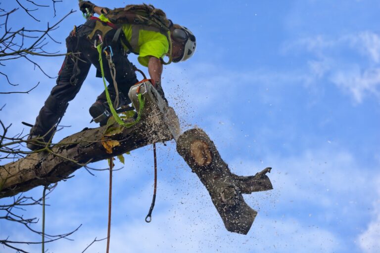 Tree Surgeon Cuts Bough of Diseased Chestnut