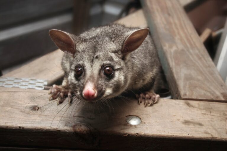 Possum Removal services in Brisbane