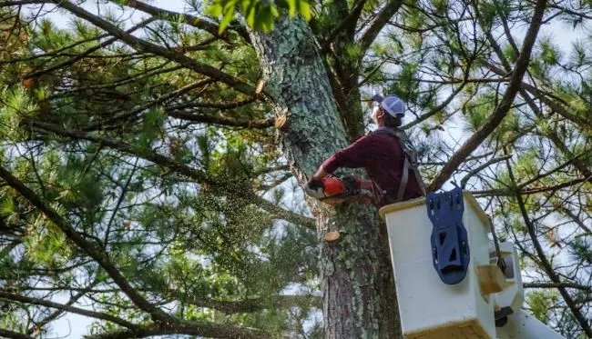 the danger of diy tree removal