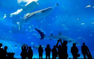 Visit Dubai Mall Aquarium