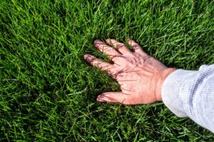 Expert Solutions for a Greener, Healthier Yard