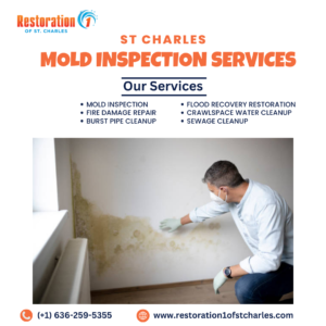 Mold Removal