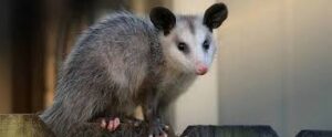 Possum Removal North Lakes