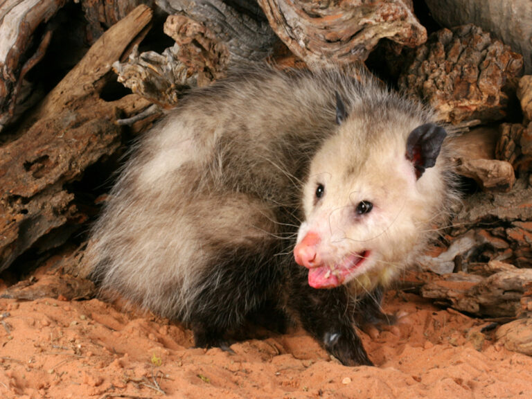 rodent control sydney