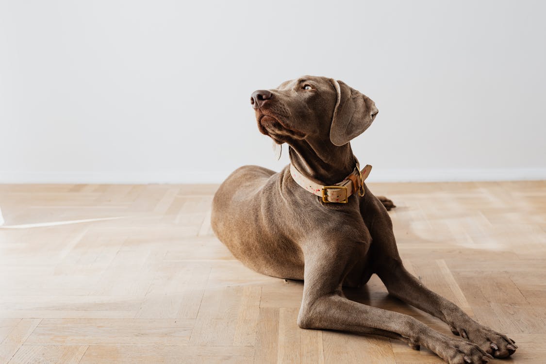 A brown short-coated dog lying on a brown wooden floor