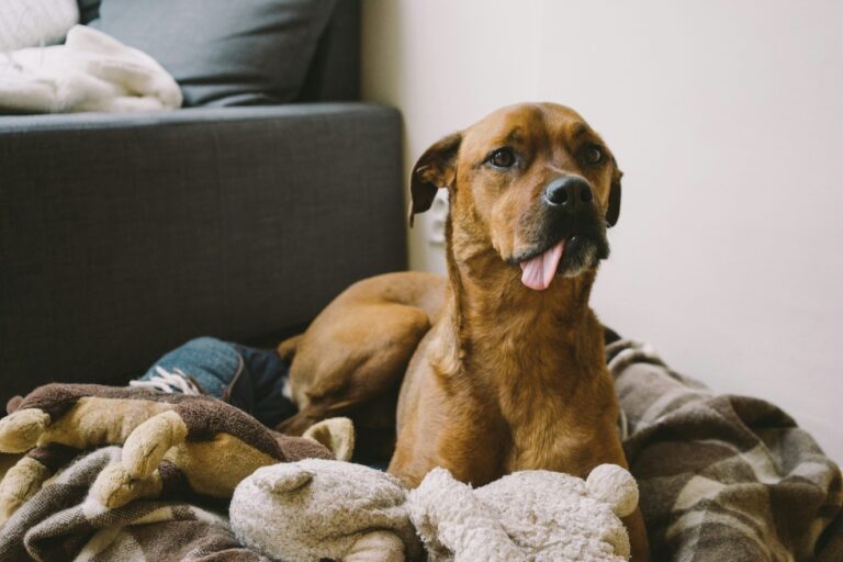 Adog sitting on his bed with stuffed toys