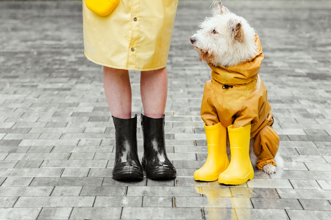 A dog wearing boots for protection.