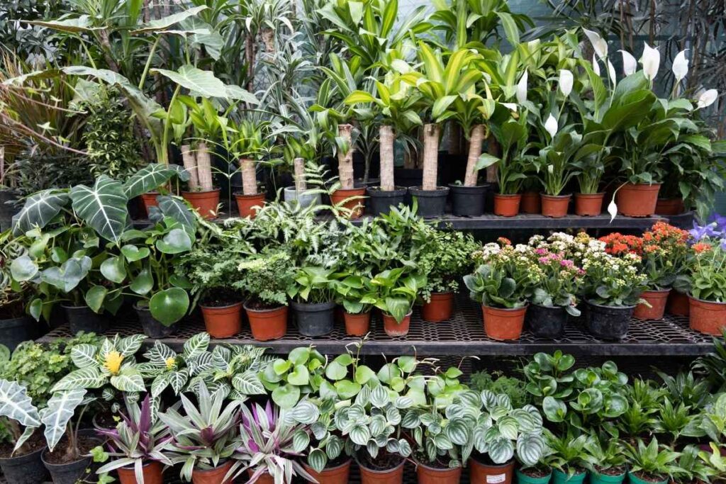 Nursery De Pere