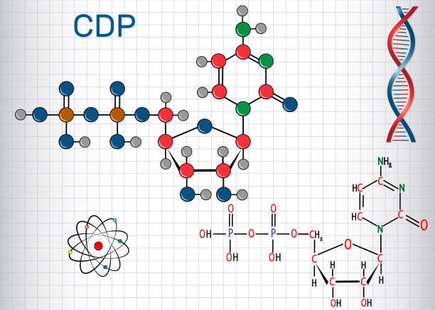 Why-Clear-Structure-Builds-Strong-CIPD-Assignments.