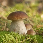 depositphotos_50260027-stock-photo-mushrooms-bolete-fungus-in-the