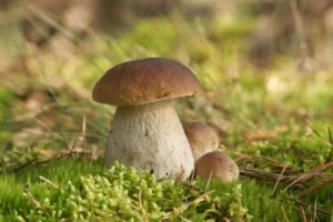 depositphotos_50260027-stock-photo-mushrooms-bolete-fungus-in-the