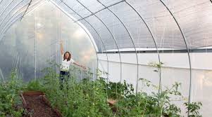 Best Greenhouse Plastic For Winter