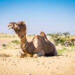 3 Days jaisalmer tour