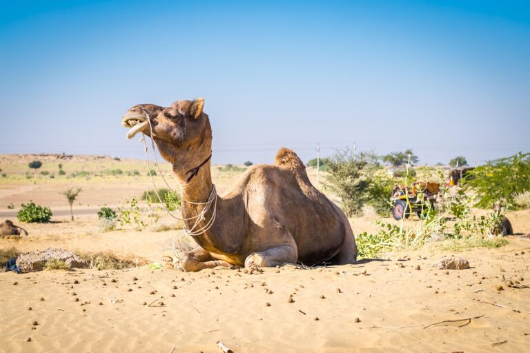 3 Days jaisalmer tour