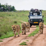 Top Lodges in Serengeti National Park