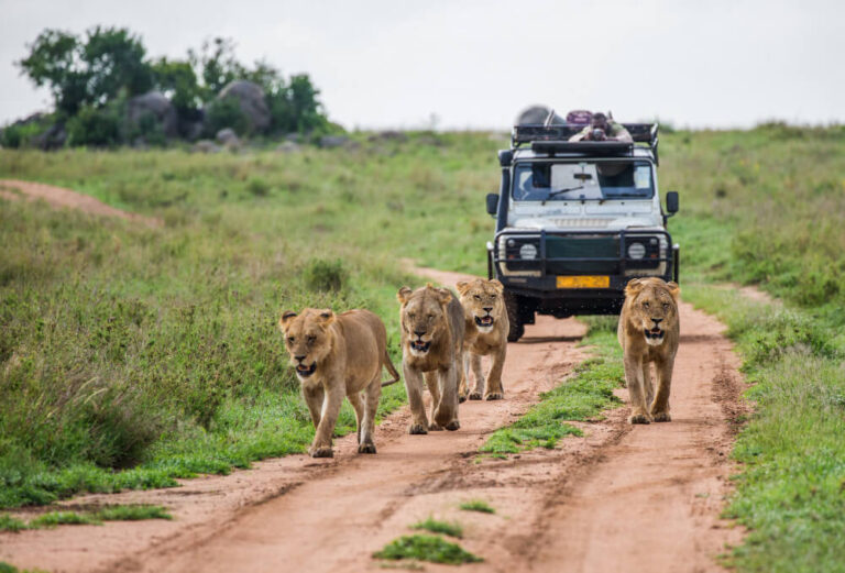 Top Lodges in Serengeti National Park