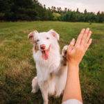Dog gives paw to a woman making high five gesture