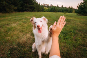 Dog gives paw to a woman making high five gesture