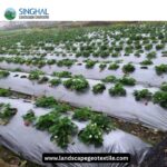 mulch film
