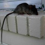 Rodent control services | Perfect Pest