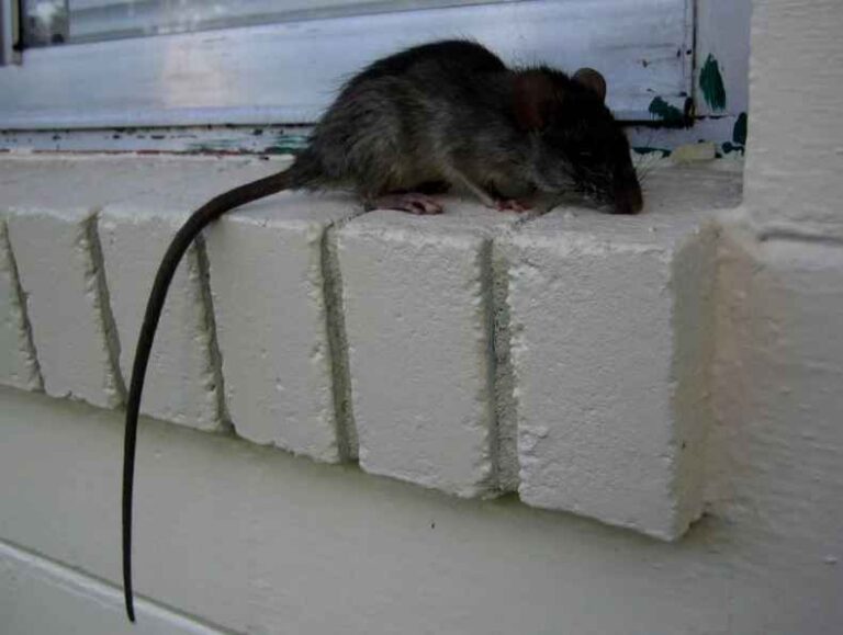 Rodent control services | Perfect Pest