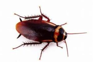 roach showing on a white background |perfect pest