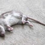 Dead animal removing