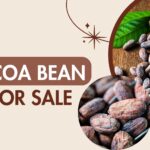Cocoa Bean For Sale