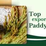 top exporters of paddy rice