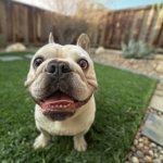 very_happy_white_bulldog_in_a_prospe_b7a49455-a71c-40ff-923d-8f07ee6dfafd-1024x771