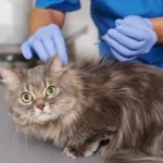 best vet clinic in Dubai