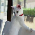 veterinary industry in Dubai