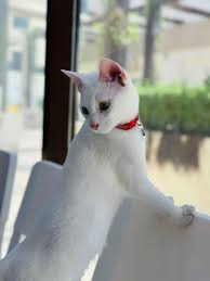 veterinary industry in Dubai