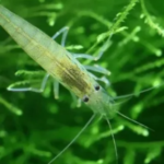 freshwater shrimp for sale