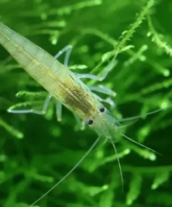 freshwater shrimp for sale
