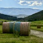 Hay bales for sale