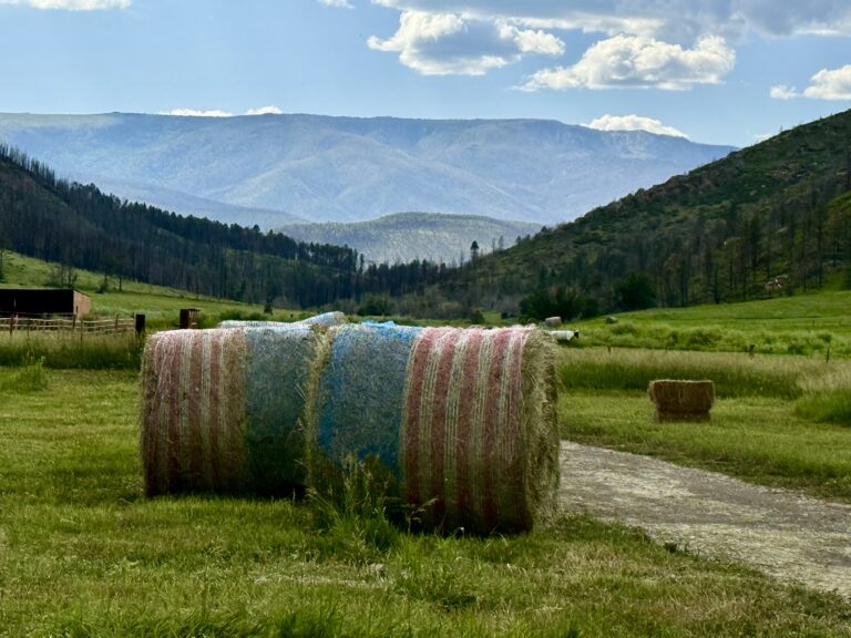 Hay bales for sale