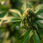 Los Angeles cannabis dispensary
