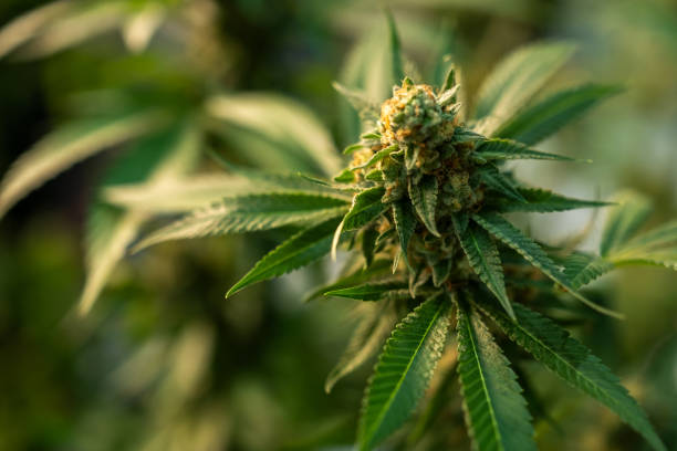 Los Angeles cannabis dispensary