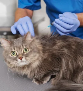 Vet Clinic in Dubai