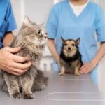 dependable vet clinic in Dubai.