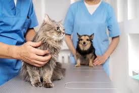 dependable vet clinic in Dubai.
