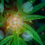 rise dispensary