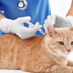vet clinic in Dubai