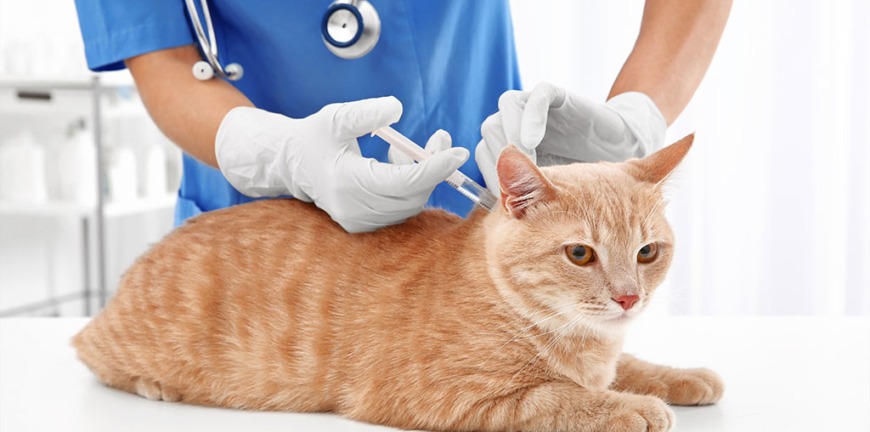 vet clinic in Dubai
