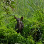 Chitwan National Park (1)