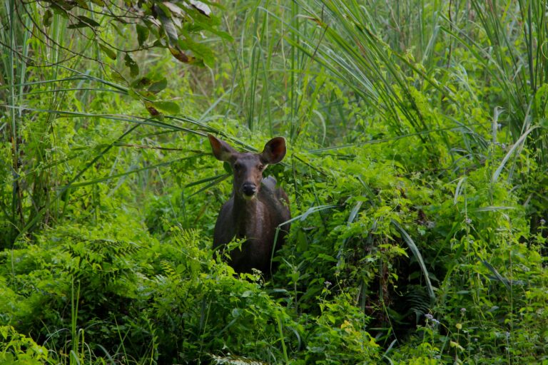 Chitwan National Park (1)