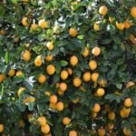 Lemon Farming In India