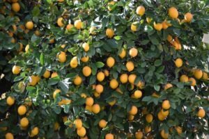 Lemon Farming In India